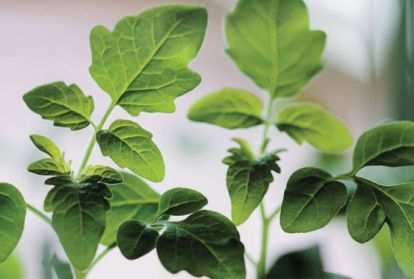 Green vegetable plant