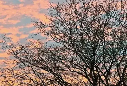 A bare tree against an early morning sky