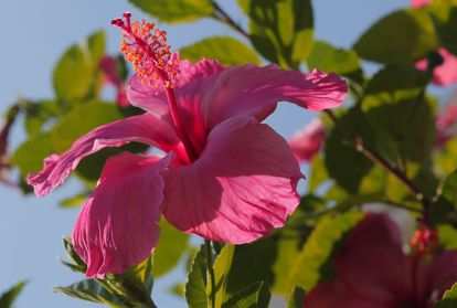 Pink hibiscus flower