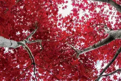 Red leaves on trees