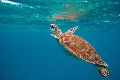 Sea turtle swimming 