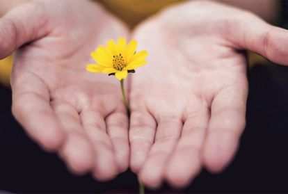 Outreached hands open and facing upwards with a daisy held between them.