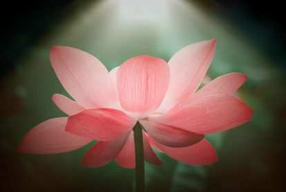A pink lotus flower