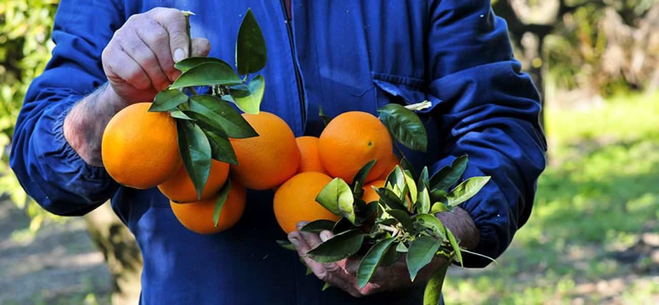 A man holds oranges fresh-picked from the tree