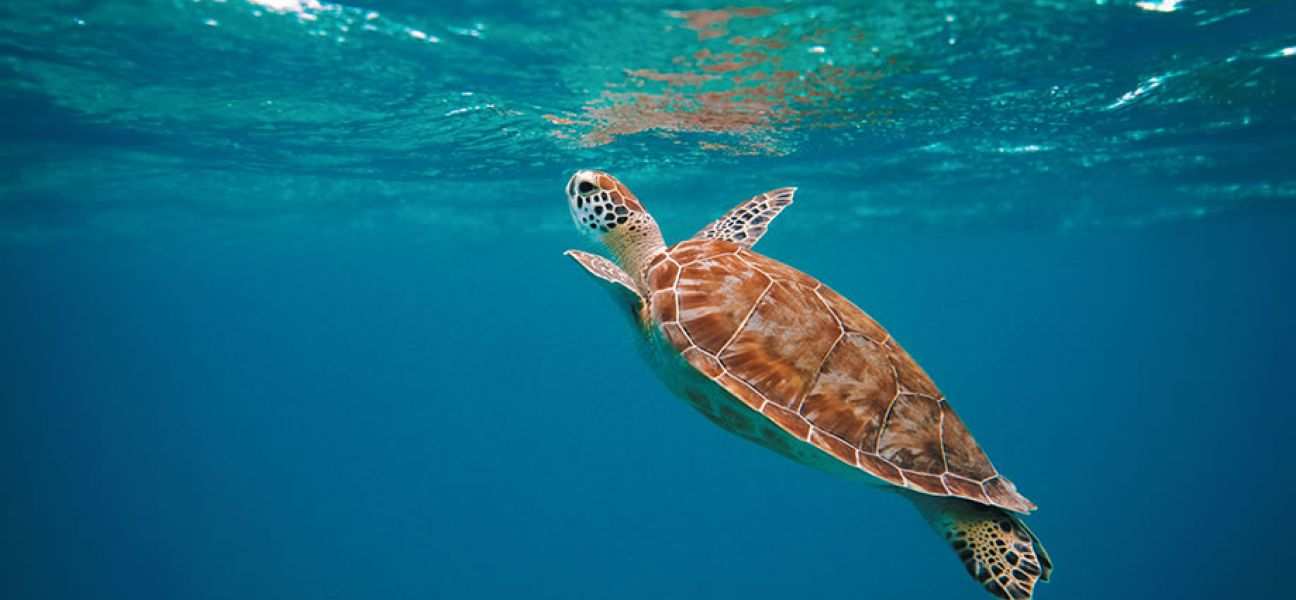 Sea turtle swimming 