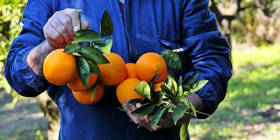 A man holds oranges fresh-picked from the tree