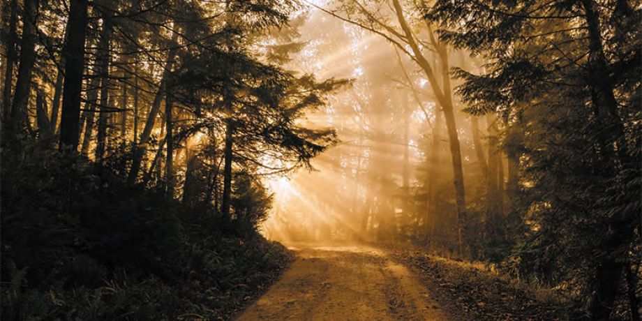 The sun shines through the fog on a forest road