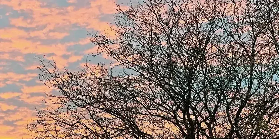 A bare tree against an early morning sky