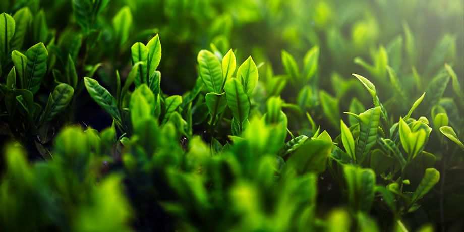 Green vegetation blankets a hillside