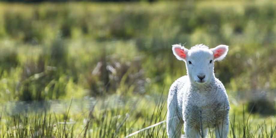 Lamb in an open field