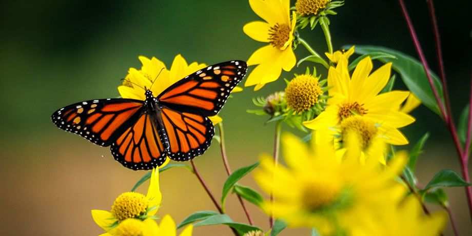 A monarch butterfly resting on yellow sunflowers
