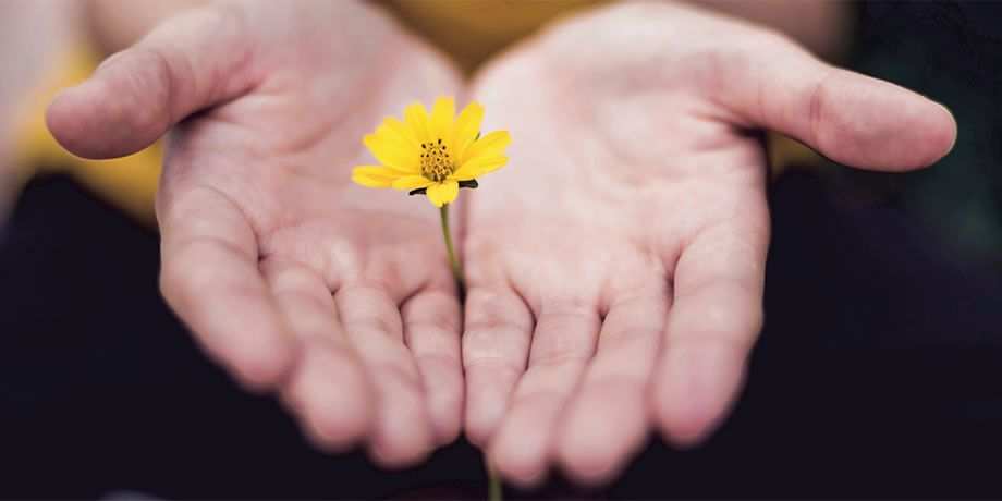 Outreached hands open and facing upwards with a daisy held between them.