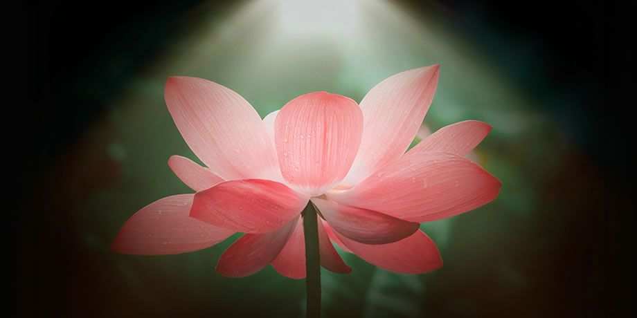 A pink lotus flower