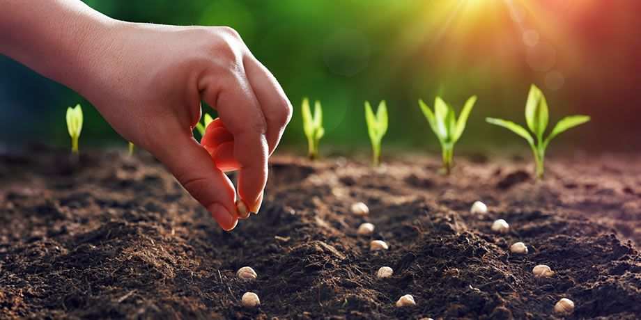 A hand planting seeds in a garden