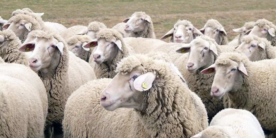 A flock of sheep without a shepherd