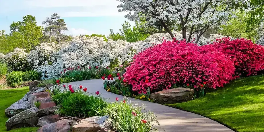 Curved path through banks of Azeleas and under dogwood trees with tulips under a blue sky