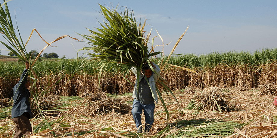 Workers in a sugar cane field