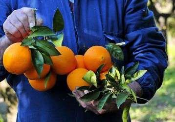 A man holds oranges fresh-picked from the tree