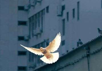 A dove flying among buildings