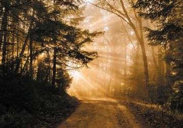 The sun shines through the fog on a forest road