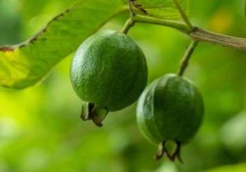 Guava fruit hanging on a tree