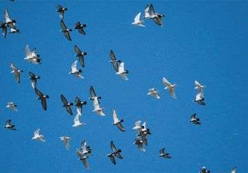 A flock of doves flying across a blue sky
