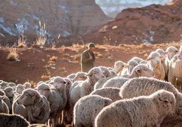 A shepherd and his flock in the mountains