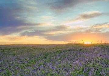 Sunrise on a field of wildflowers
