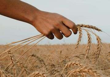 hand checking a wheat field