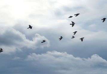 flock of birds flying in a cloudy sky