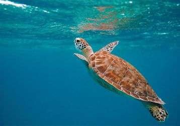 Sea turtle swimming 