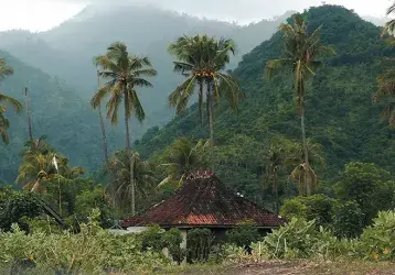 A building in the Fijian wilderness surrounded by palm trees.