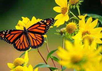 A monarch butterfly resting on yellow sunflowers